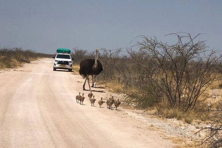ETOSHA PARK SAFARI with local guides in 9-seater 4x4s