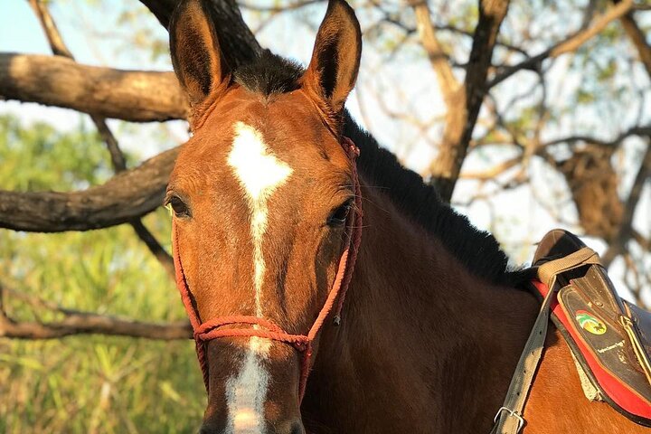 Jungle and Beach Horseback Riding Tour - 2H 1/2