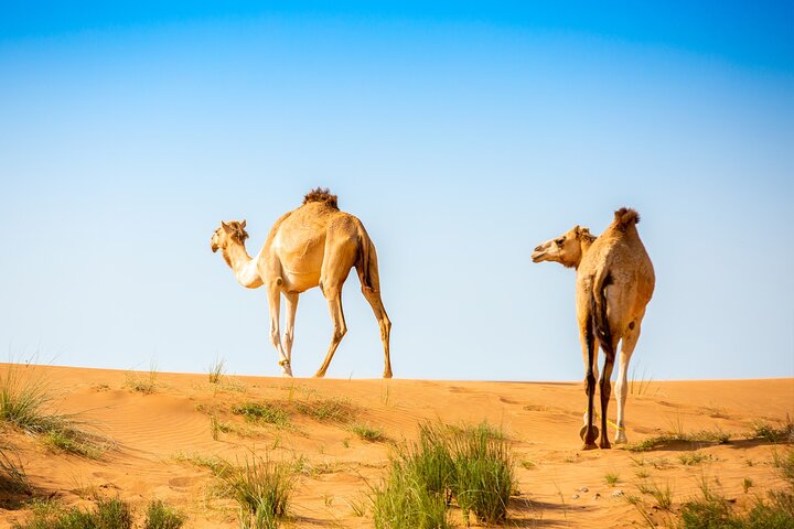 2-Hour Quad Biking Guided Tour in the Desert of Ras al Khaimah