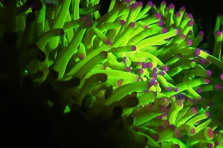 Fluorescent snorkeling with ultraviolet flashlights