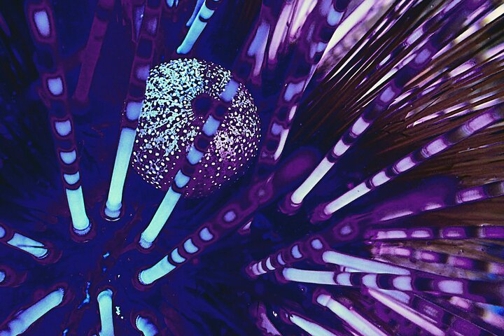 Fluorescent snorkeling with ultraviolet flashlights