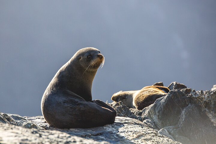Milford Sound Cruise - RealNZ