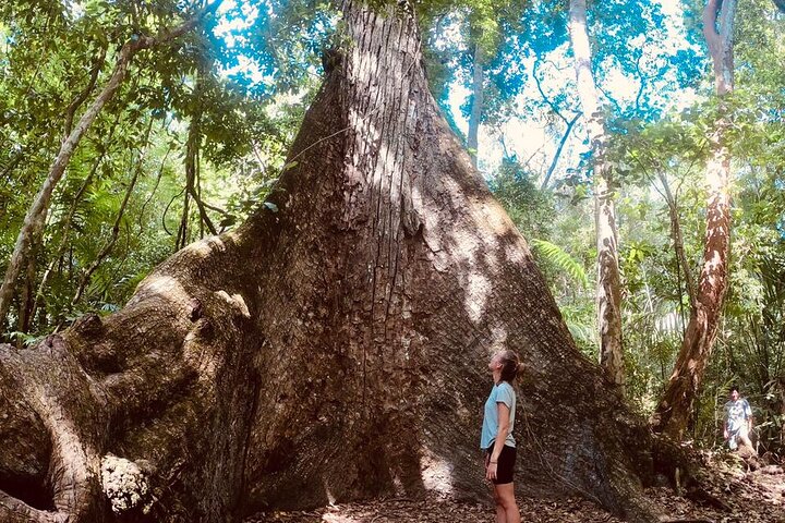 Basic Tour to Tikal Includes Transportation and Guide Service