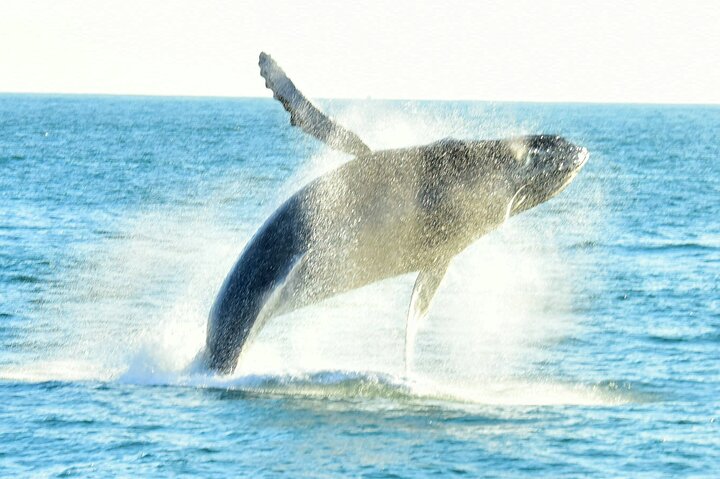 Flamingo, Guanacaste All Inclusive Catamaran Snorkel Adventure