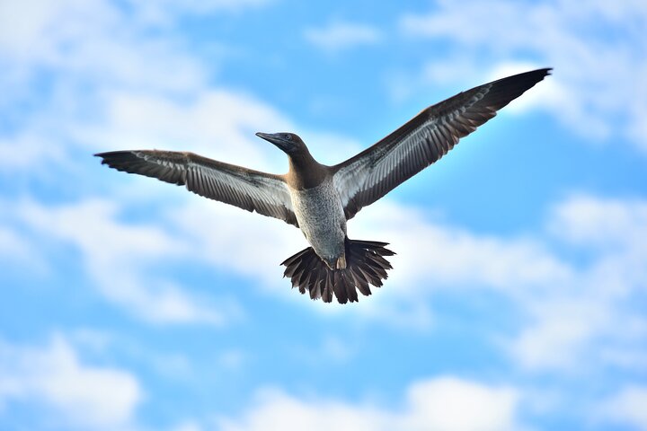 Flamingo, Guanacaste All Inclusive Catamaran Snorkel Adventure