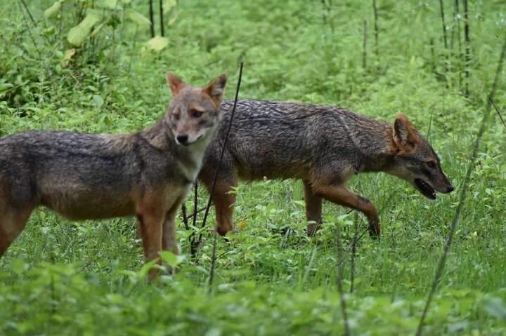 Udawalawe National Park | Private Safari Tour