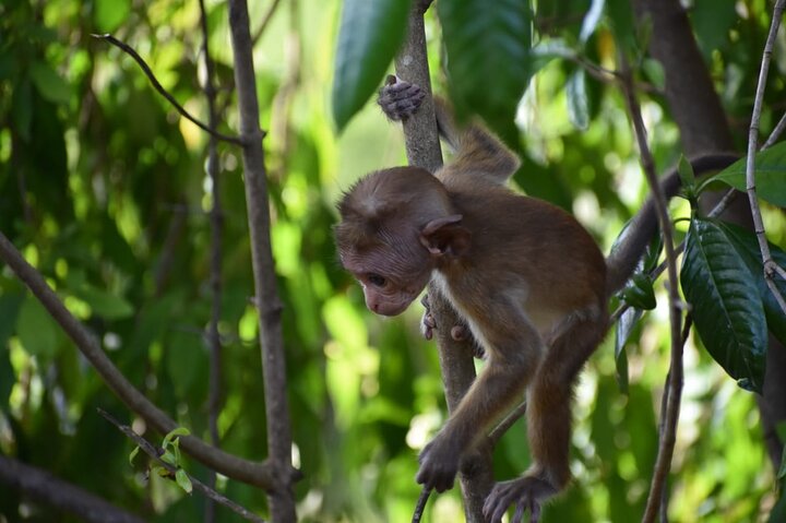 Udawalawe National Park | Private Safari Tour