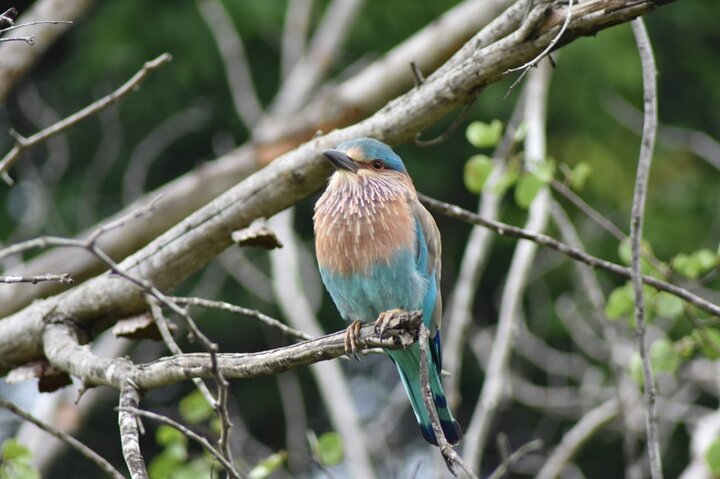 Udawalawe National Park | Private Safari Tour