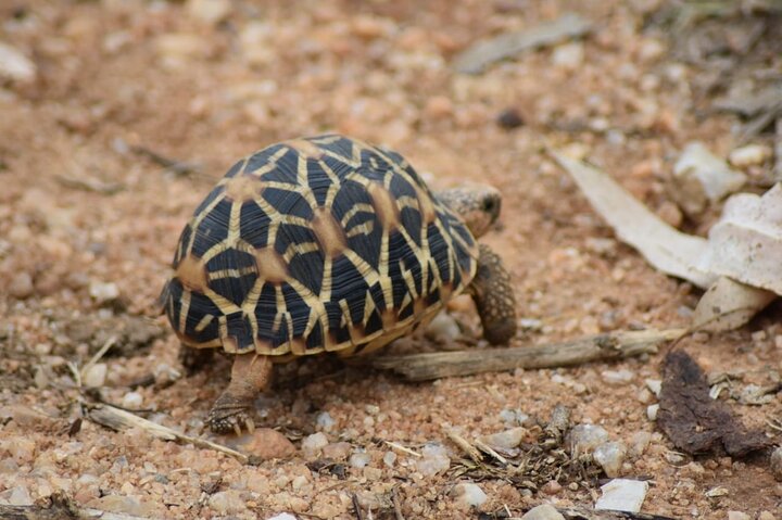 Udawalawe National Park | Private Safari Tour