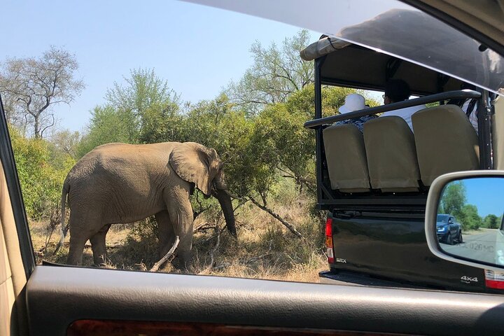 Kruger National Park Full-Day Tour