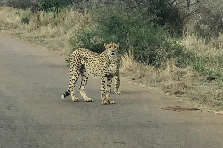 Kruger National Park Full-Day Tour