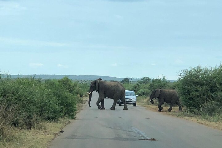 Kruger National Park Full-Day Tour