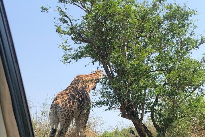 Kruger National Park Full-Day Tour