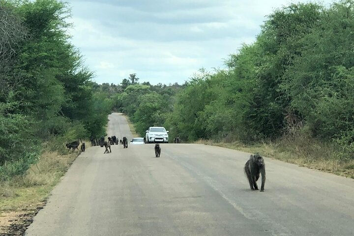 Kruger National Park Full-Day Tour