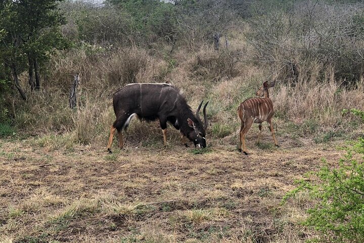 Kruger National Park Full-Day Tour