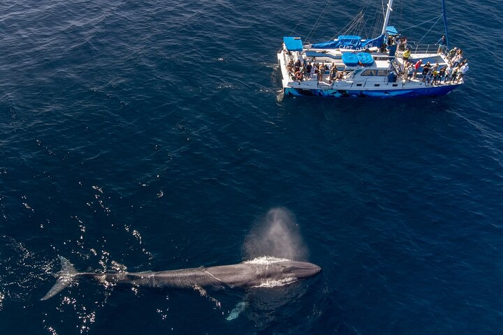 Dana Point Dolphin and Whale Watching with Underwater Viewing