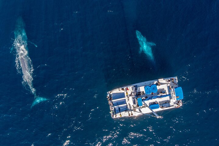 Dana Point Dolphin and Whale Watching with Underwater Viewing
