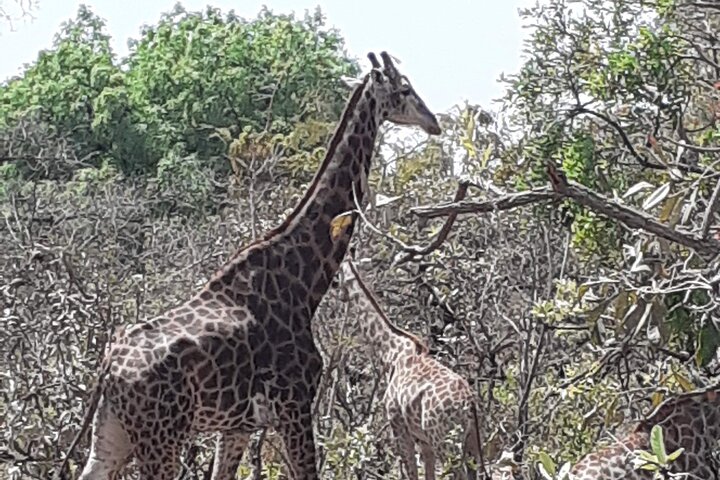Fathala Wildlife Park