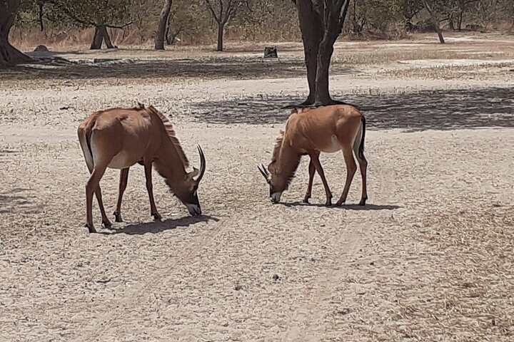 Fathala Wildlife Park