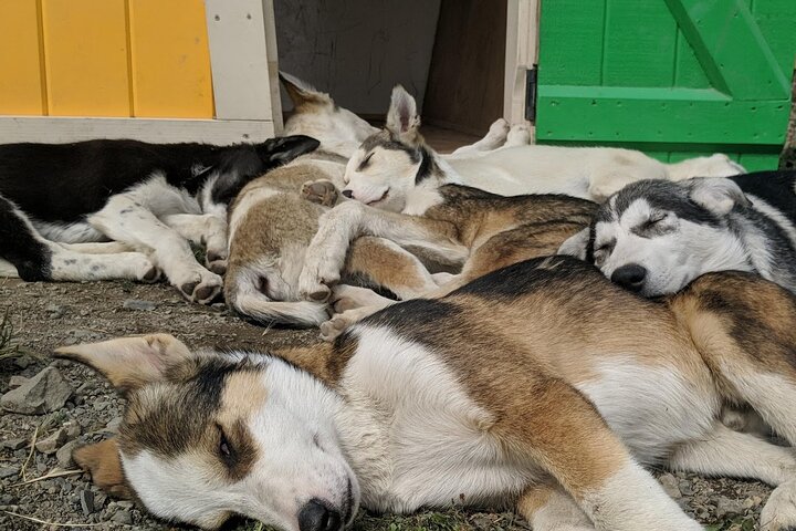 Summer Sled Dog Remote Yukon Camp & Summit Tour