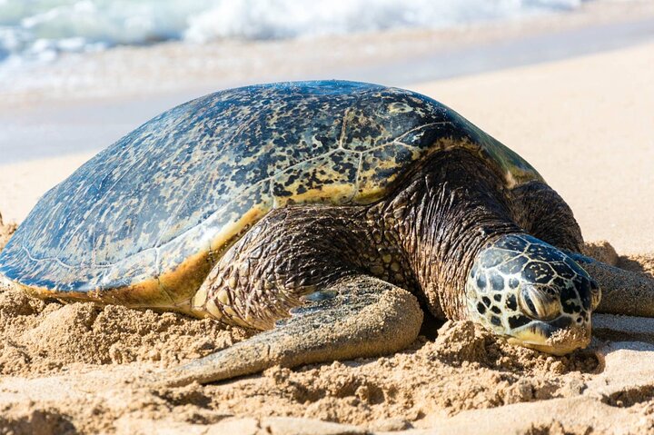 Oahu: Grand Tour Around Island with Snorkeling
