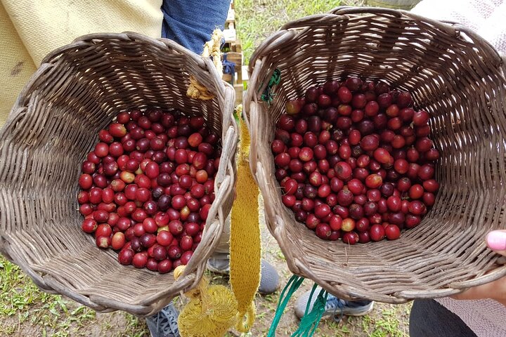 Private Coffee Tour in Jardín Antioquia