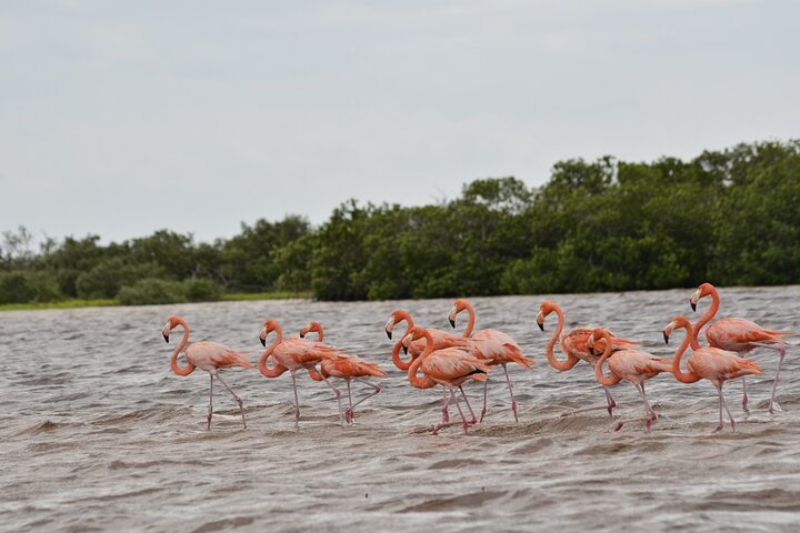 Nature tour by boat in the Natural Reserve in Río Lagartos
