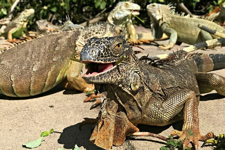 Private Island Tour - Sint Maarten
