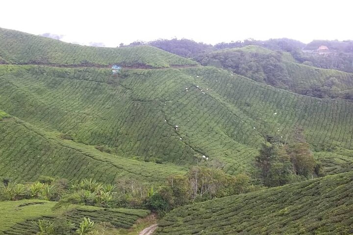 Cameron Highlands Adventure & Full Day Tour