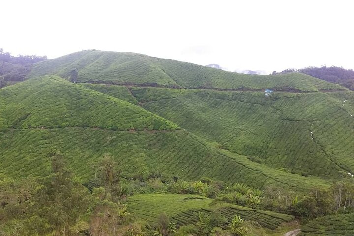 Cameron Highlands Adventure & Full Day Tour