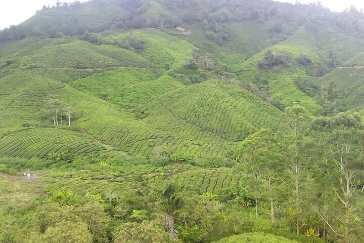 Cameron Highlands Adventure & Full Day Tour
