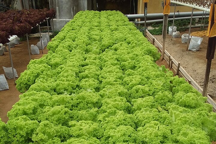 Cameron Highlands Adventure & Full Day Tour