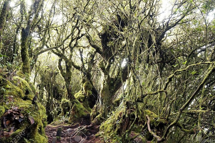 Cameron Highlands Adventure & Full Day Tour