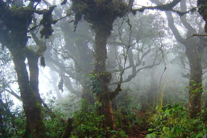 Cameron Highlands Adventure & Full Day Tour