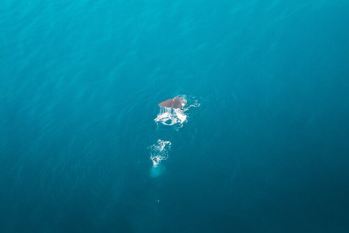 Kaikōura Whale Watching Scenic Flight (40 Minutes)