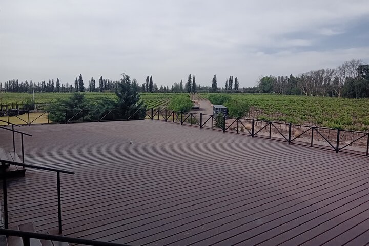 Excursión de 3 bodegas y 1 olivícola con degustación