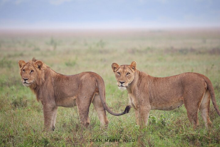 One Day Akagera National Park Big Five Safari