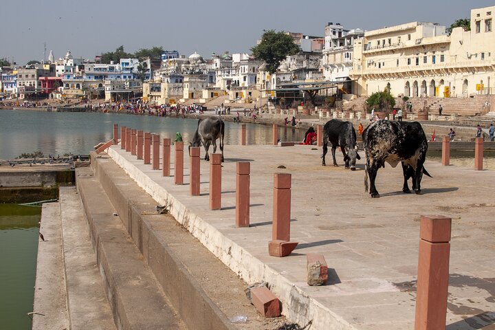 Visit Pushkar with Jaipur Drop from Bikaner Included Local Guide