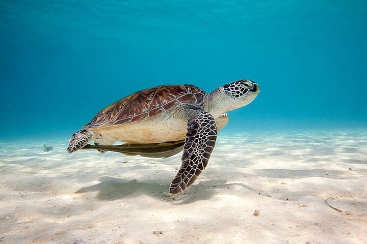 Full Day Tour Pinzon Island + La Fe/Las Palmas - Snorkeling & Fishing