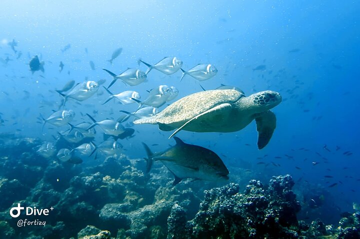 Full Day Tour Pinzon Island + La Fe/Las Palmas - Snorkeling & Fishing