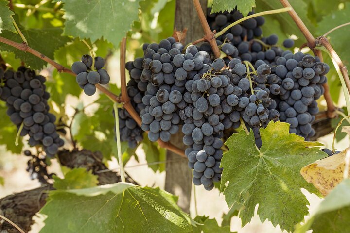 5 Wine Tastings in San Gimignano