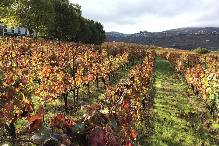 Douro: luxury walking tour with lunch at Quinta da Pacheca