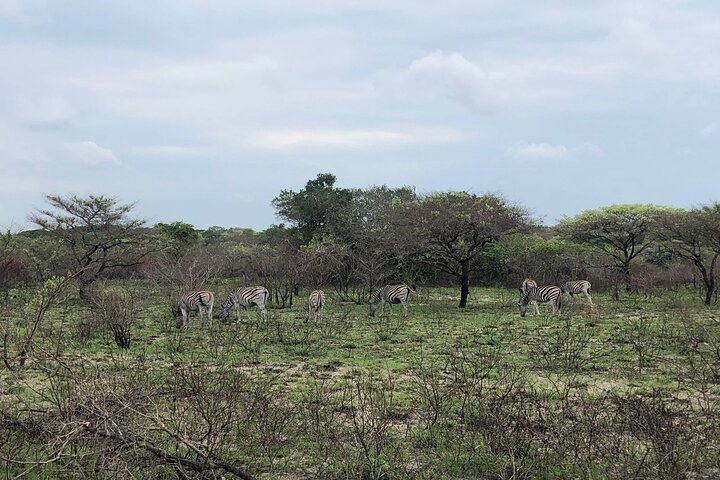 Maputo National Park (Maputo Special Reserve) Full-day Tour