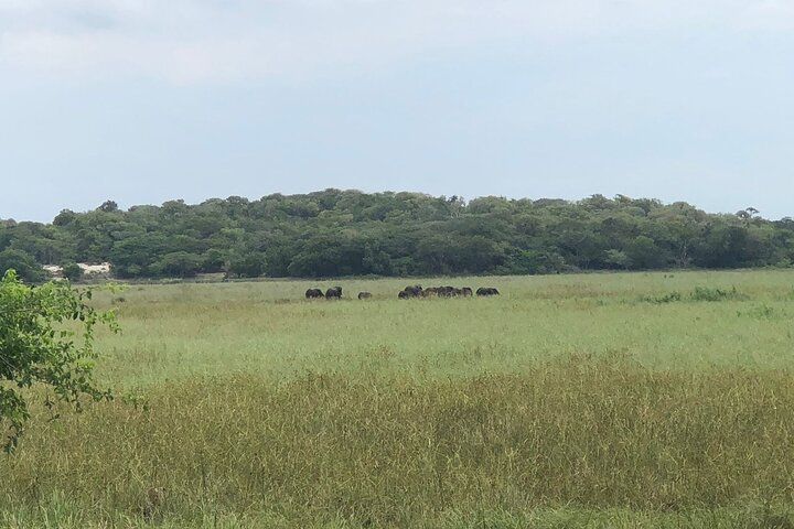 Maputo National Park (Maputo Special Reserve) Full-day Tour