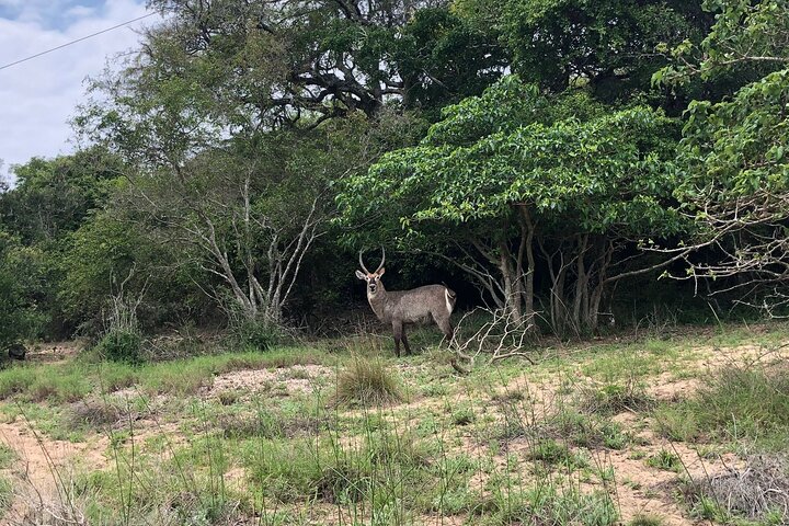 Maputo National Park (Maputo Special Reserve) Full-day Tour
