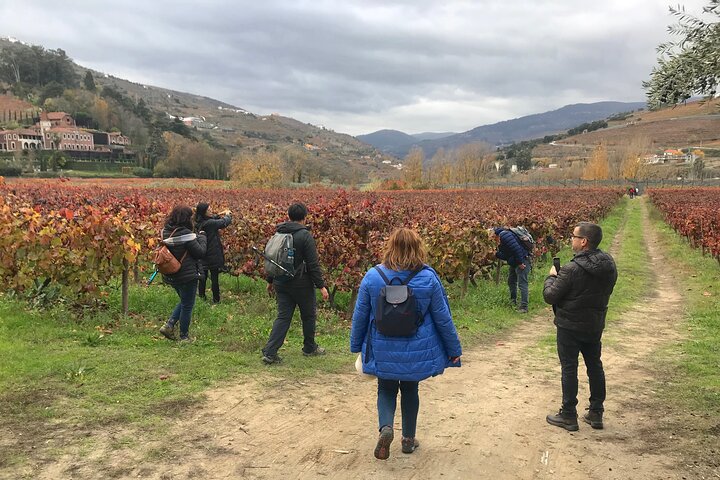 Douro: luxury walking tour with lunch at Quinta da Pacheca