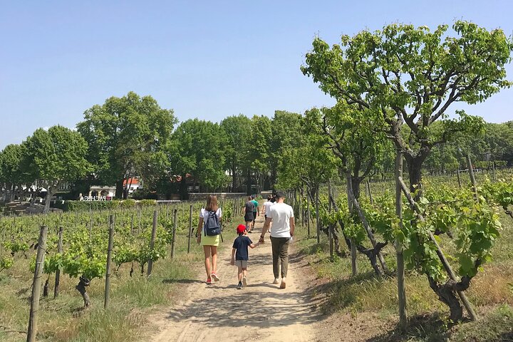 Douro: luxury walking tour with lunch at Quinta da Pacheca