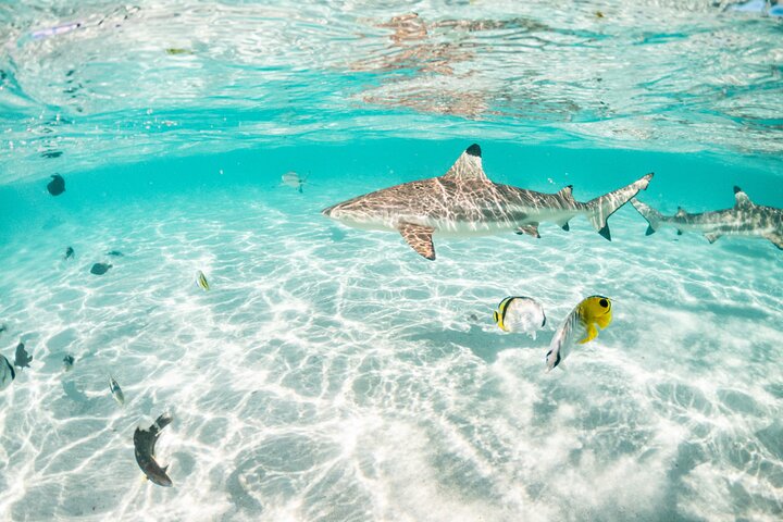 3-Hour Snorkeling Tour