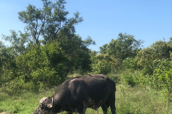 Kruger National Park Full-Day Tour