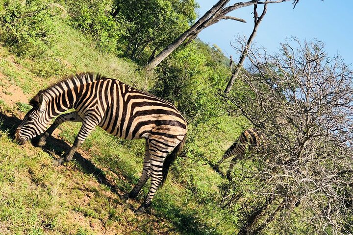 Kruger National Park Full-Day Tour